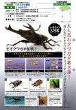 【A】500日元扭蛋 生物模型 锹形虫 第3弹 全5种 (1袋20个) 753858