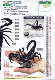 【A】500日元扭蛋 生物模型 蝎子 全5种 (1袋20个) 721055