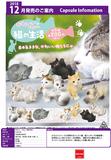 200日元扭蛋 小手办 可爱的猫生 全8种 (1袋50个）586369