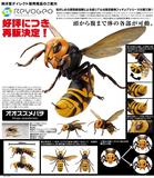 【A】可动生物模型 山口式 REVO GEO 大黄蜂 170064