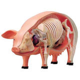 【B】立体4D拼图 生物解剖模型 猪  078211