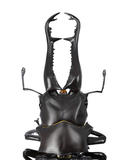 【A】可动生物模型 山口式 REVO GEO 长颈鹿锯锹形虫 170071