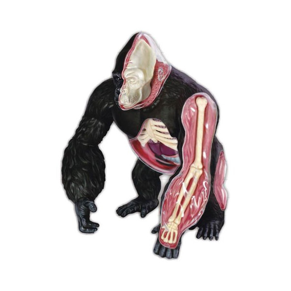 【B】立体4D拼图 生物解剖模型 猩猩 085714