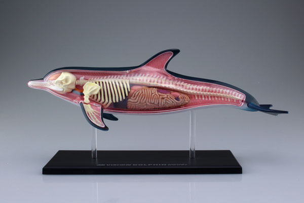 【B】立体4D拼图 生物解剖模型 海豚 078235