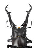 【A】可动生物模型 山口式 REVO GEO 长颈鹿锯锹形虫 170071