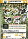 200日元扭蛋 模型 昆虫森林 暗黑大军团 全5种  855276